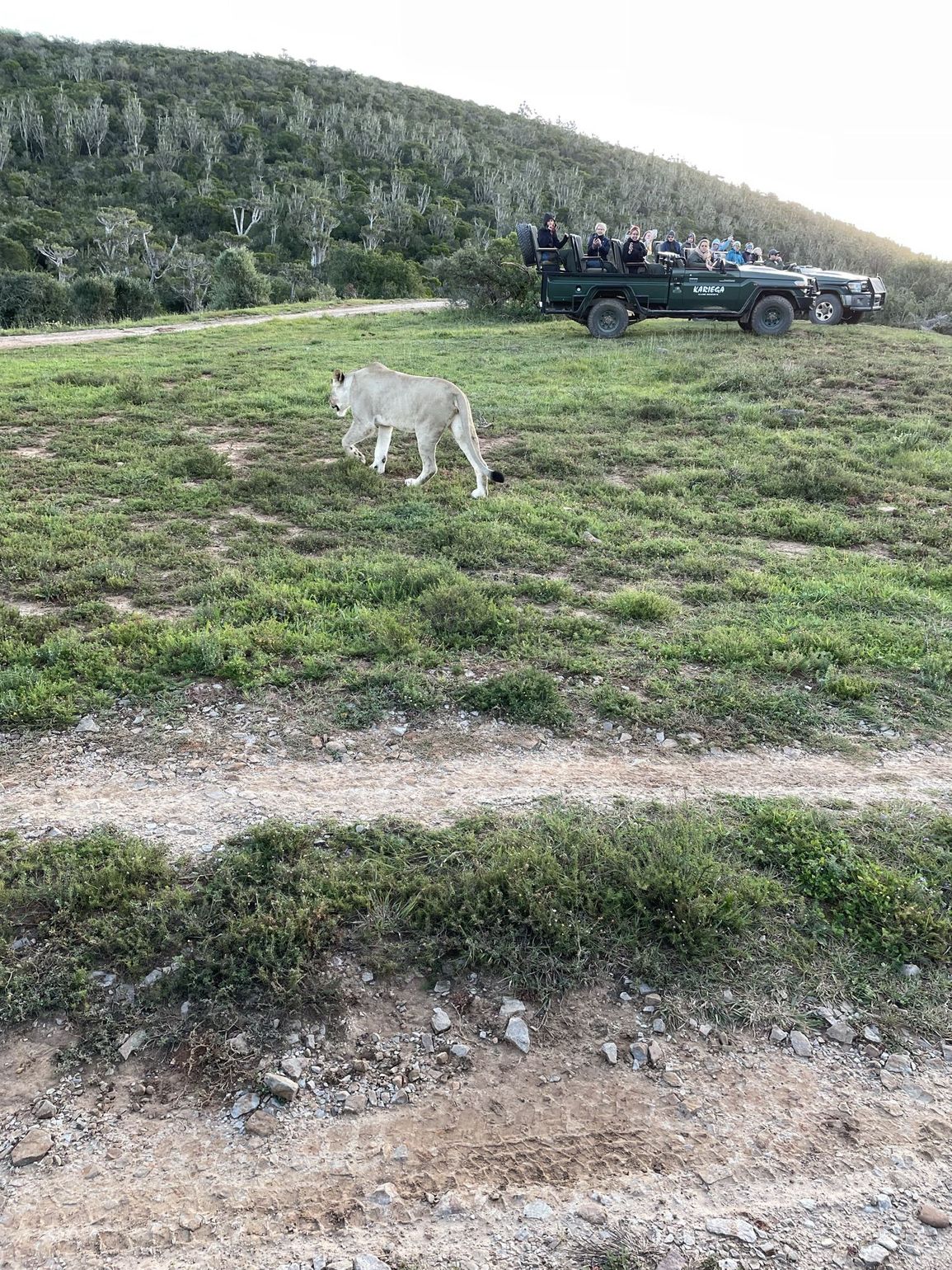Leeuw gezien vanuit safarivoertuig