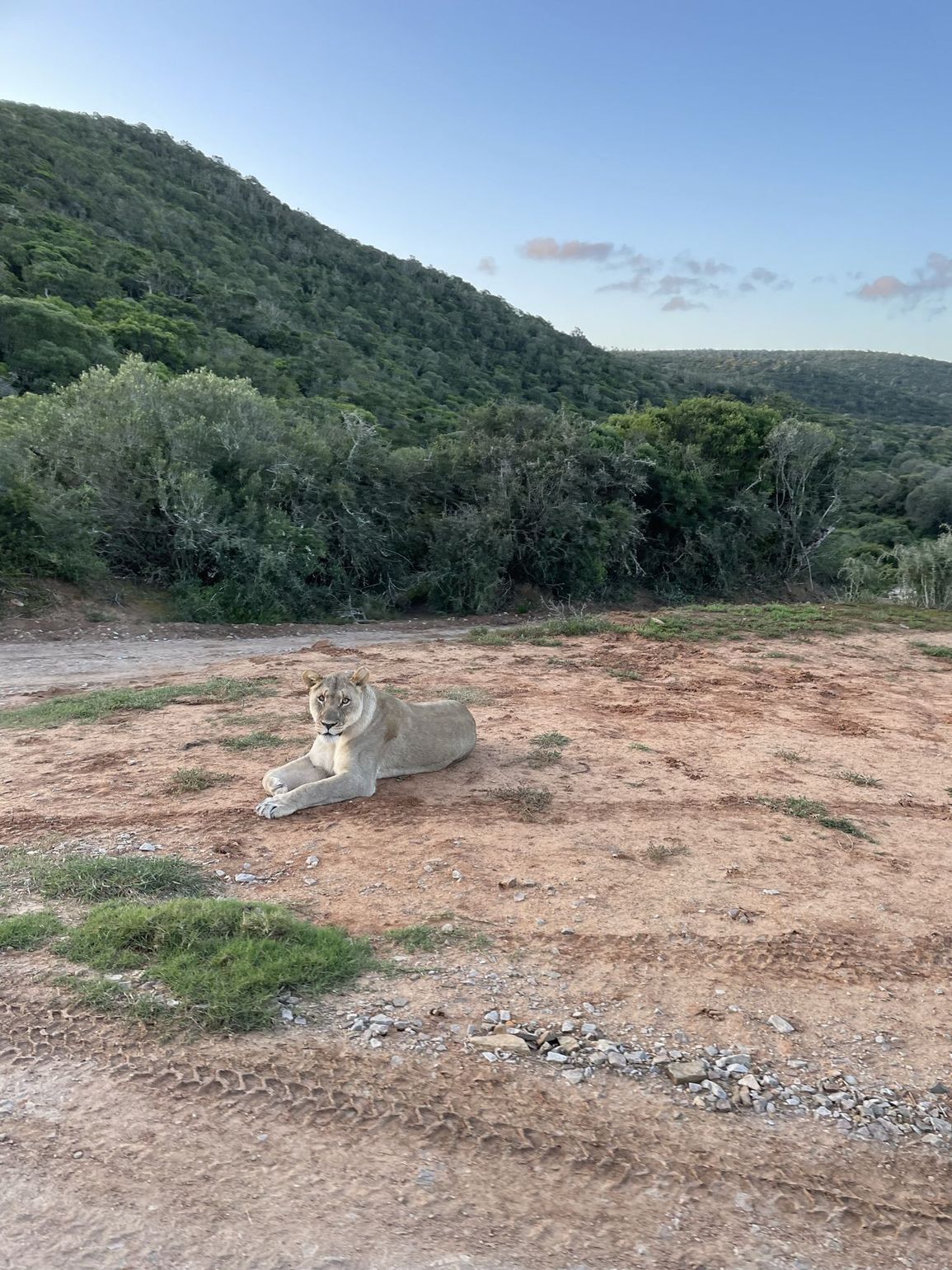 Leeuw in Zuid-Afrika