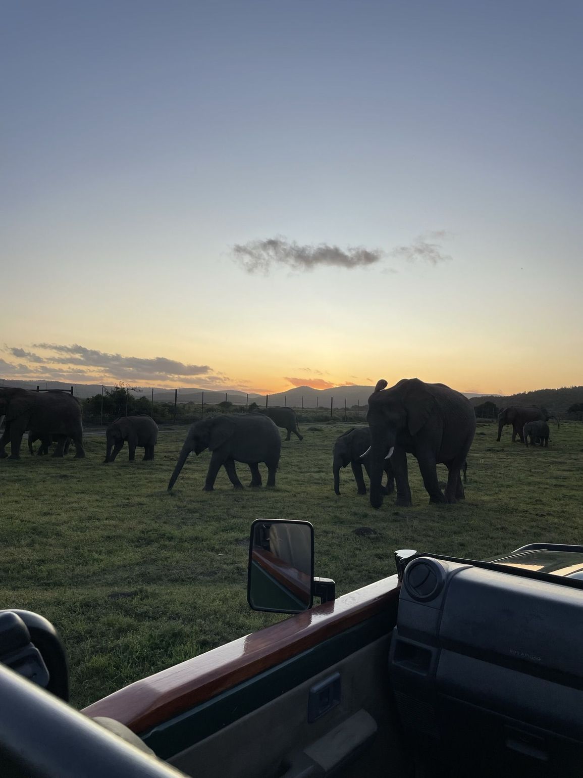 Olifnanten bij zonsondergang bij Kariega