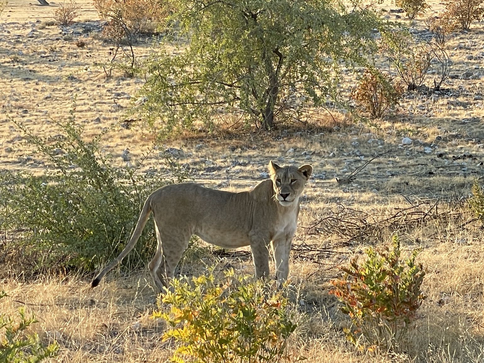 safari dieren spotten