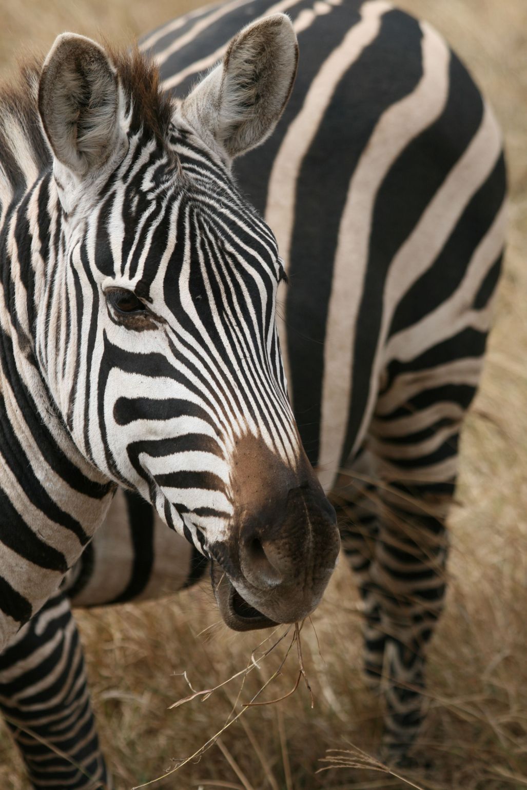 Zebra&#039;s in Tanzania - Serengeti met Joker