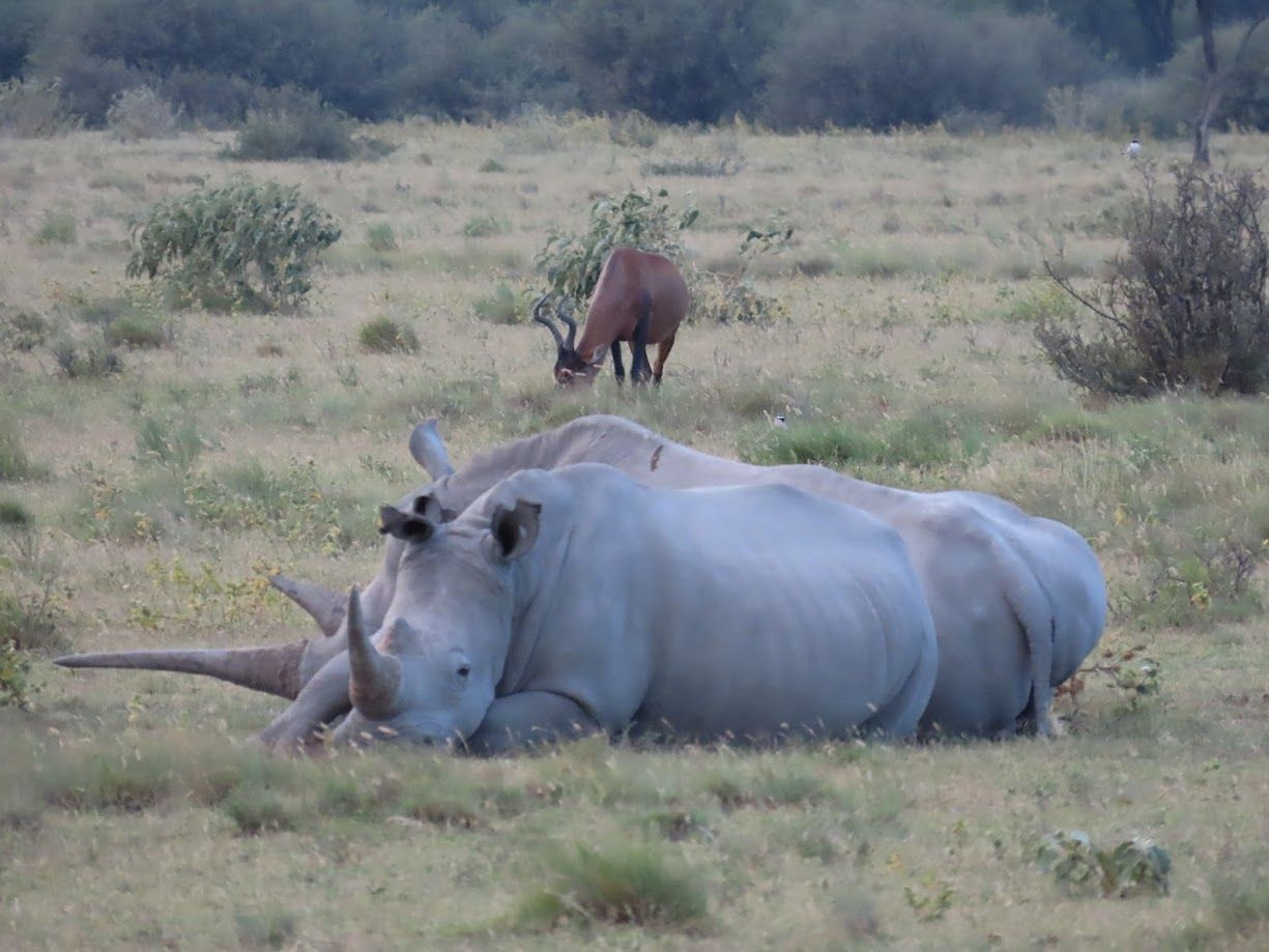 neushoorn botswana