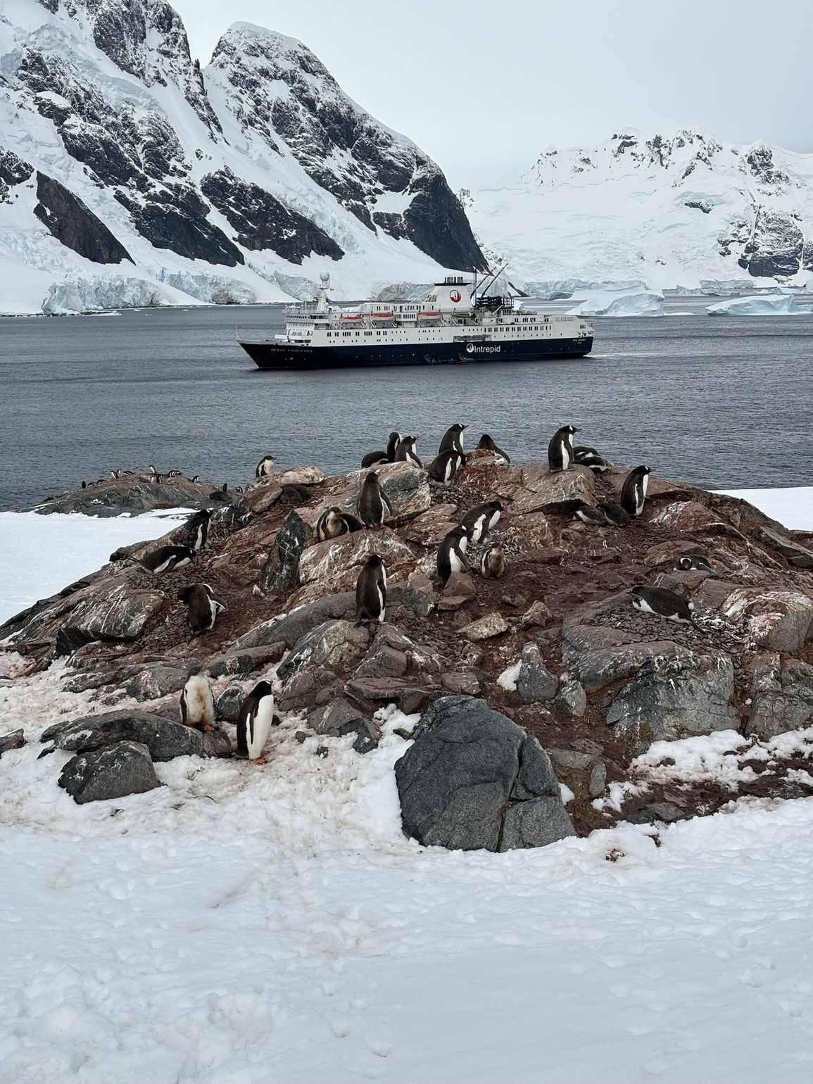 Ocean Endeavour op Antarctica