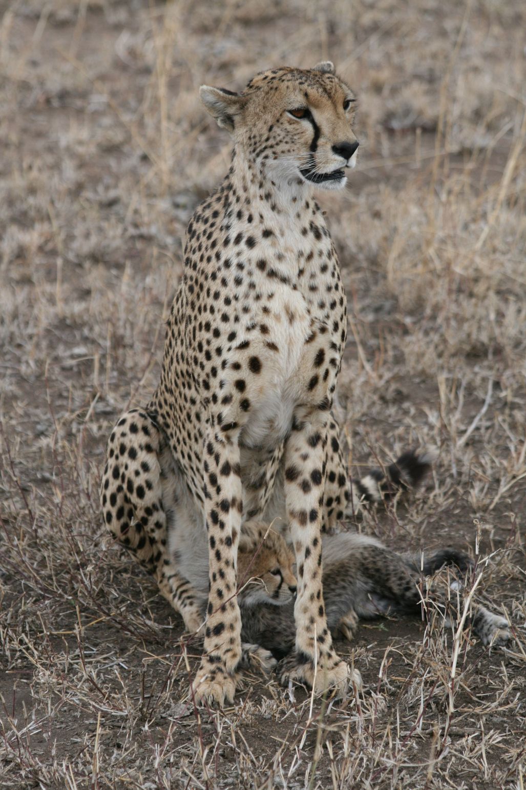 Cheetah met welp, op safari met Joker in Tanzania