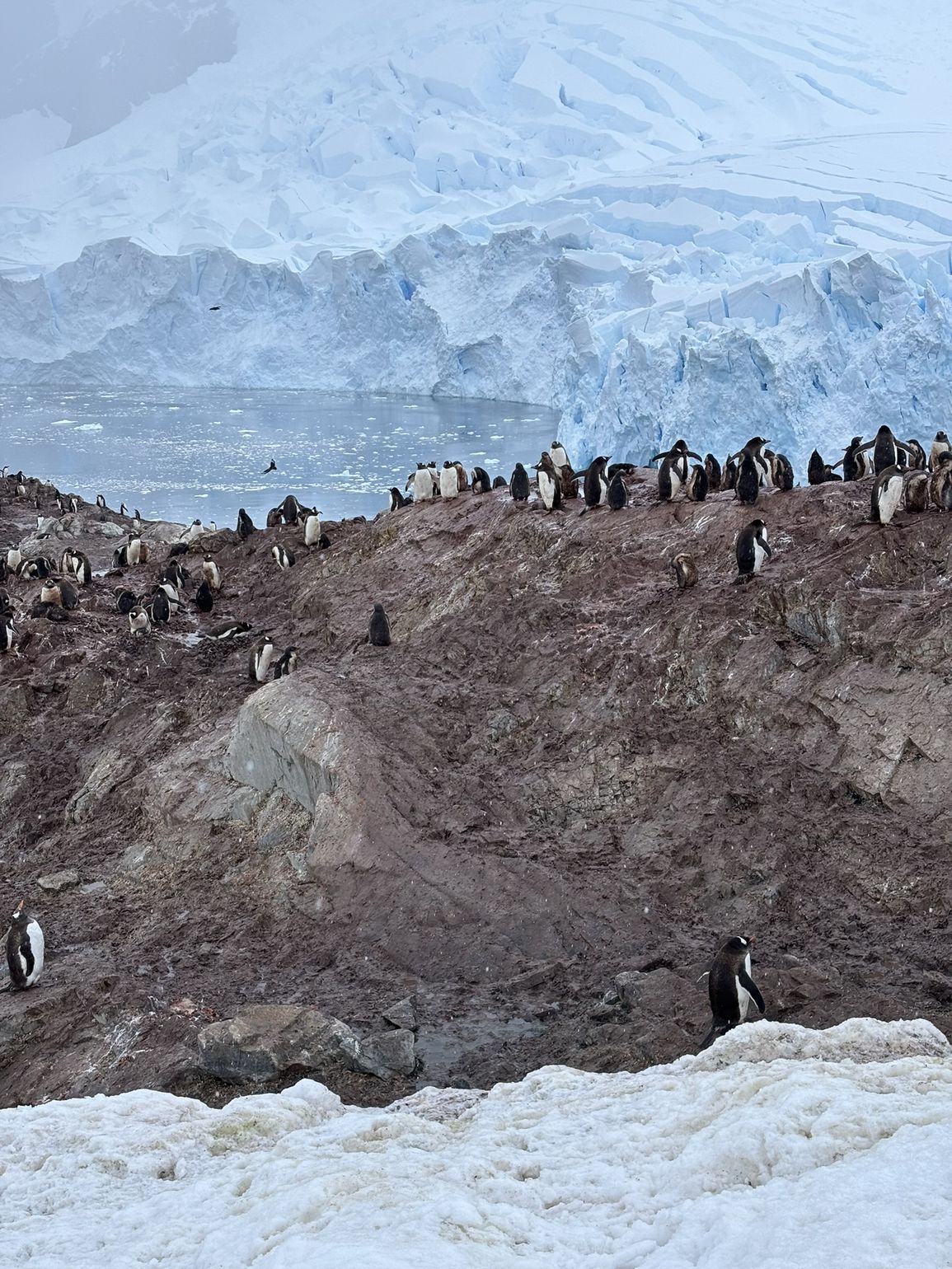 Dieren op Antarctica