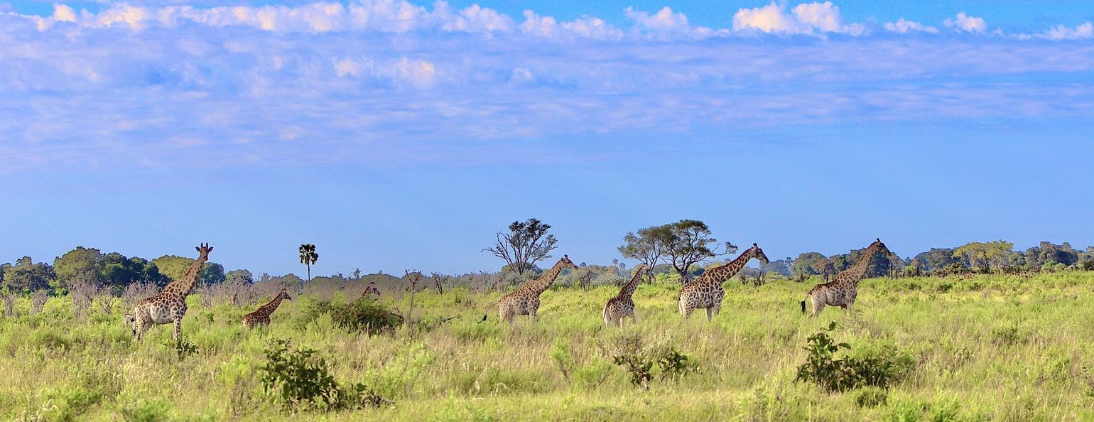 safari in botswana internationale groep