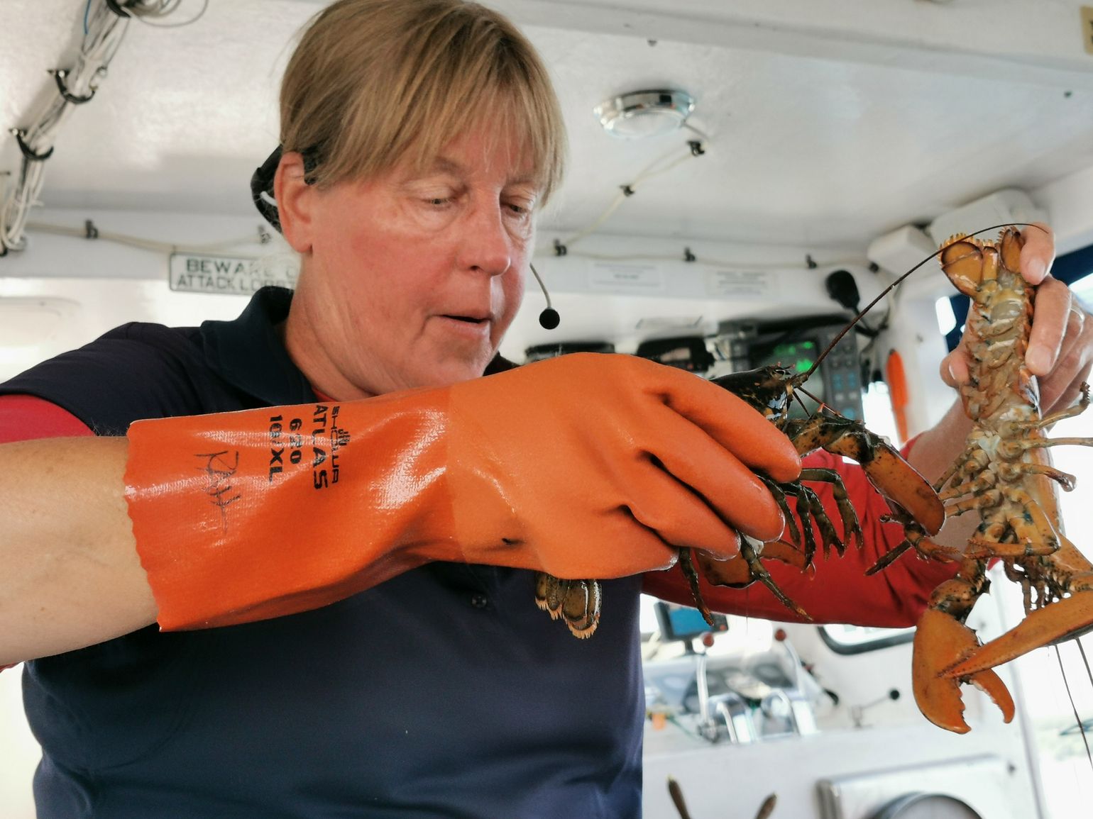 Lobster & Seal boottocht in Bar Harbor
