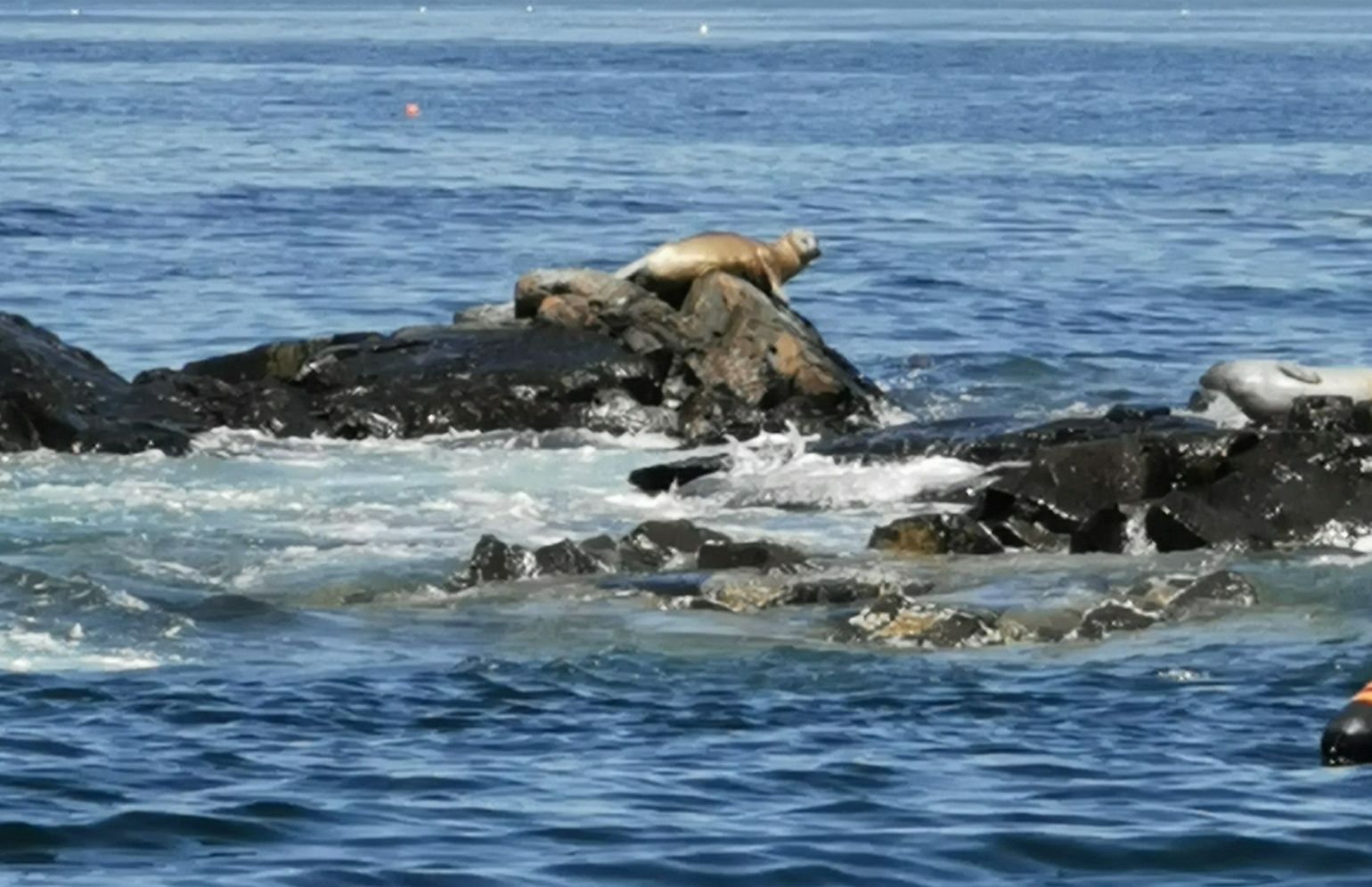 Lobster &amp; Seal boottocht in Bar Harbor