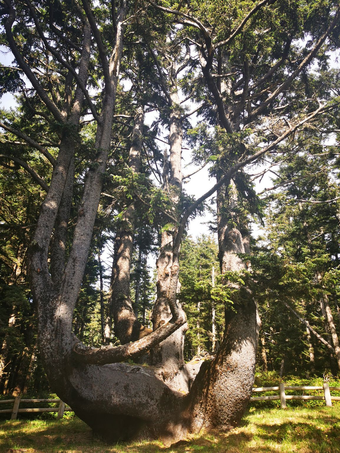 The Oregon Coast - Cape Meares - Octopus Tree