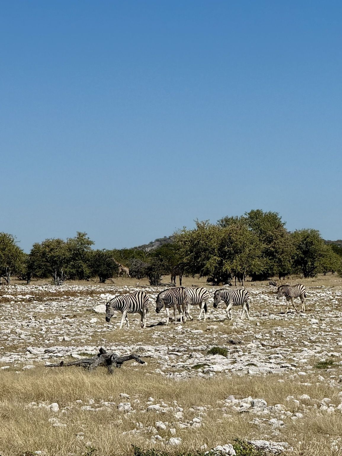 zebra's in etosha
