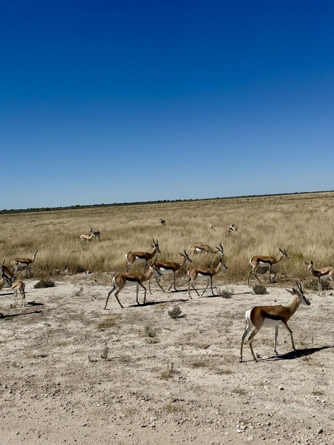 etosha national park safari