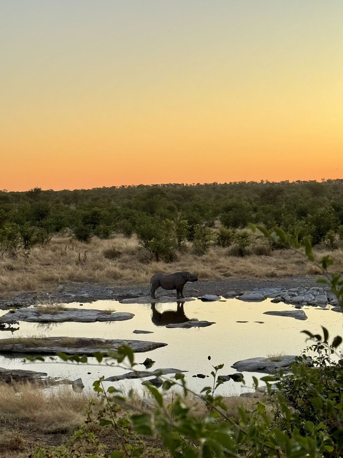 etosha national park namibie