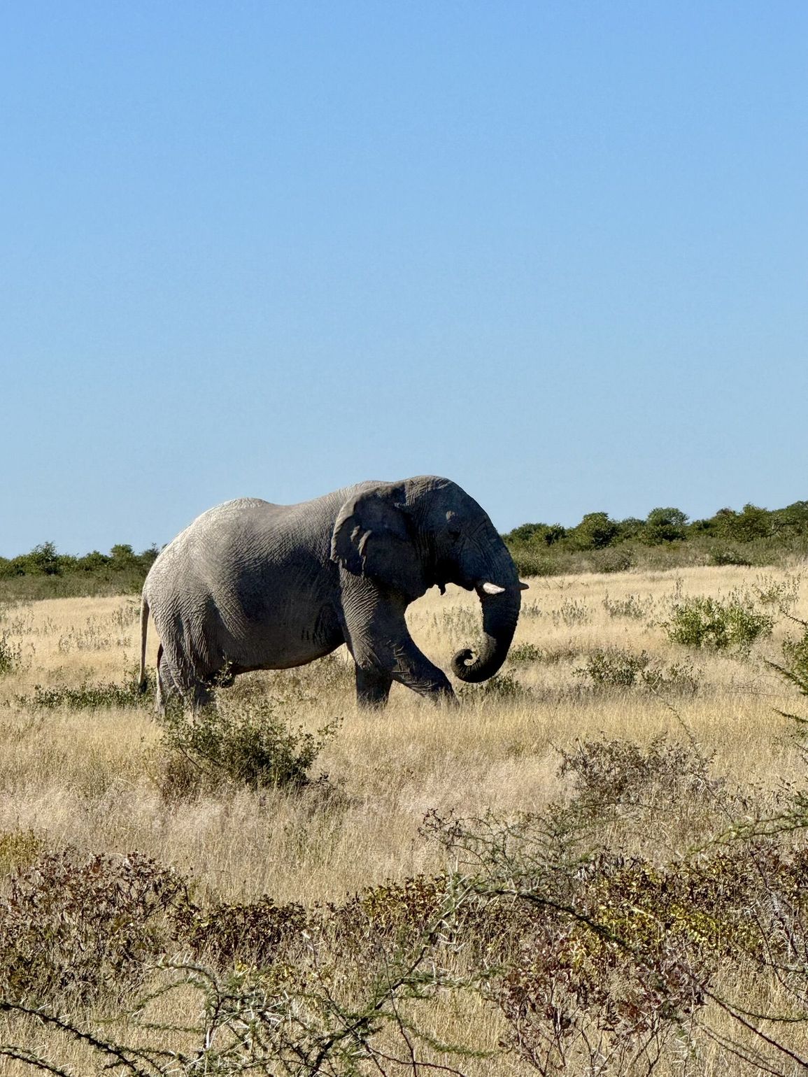 olifant op safari