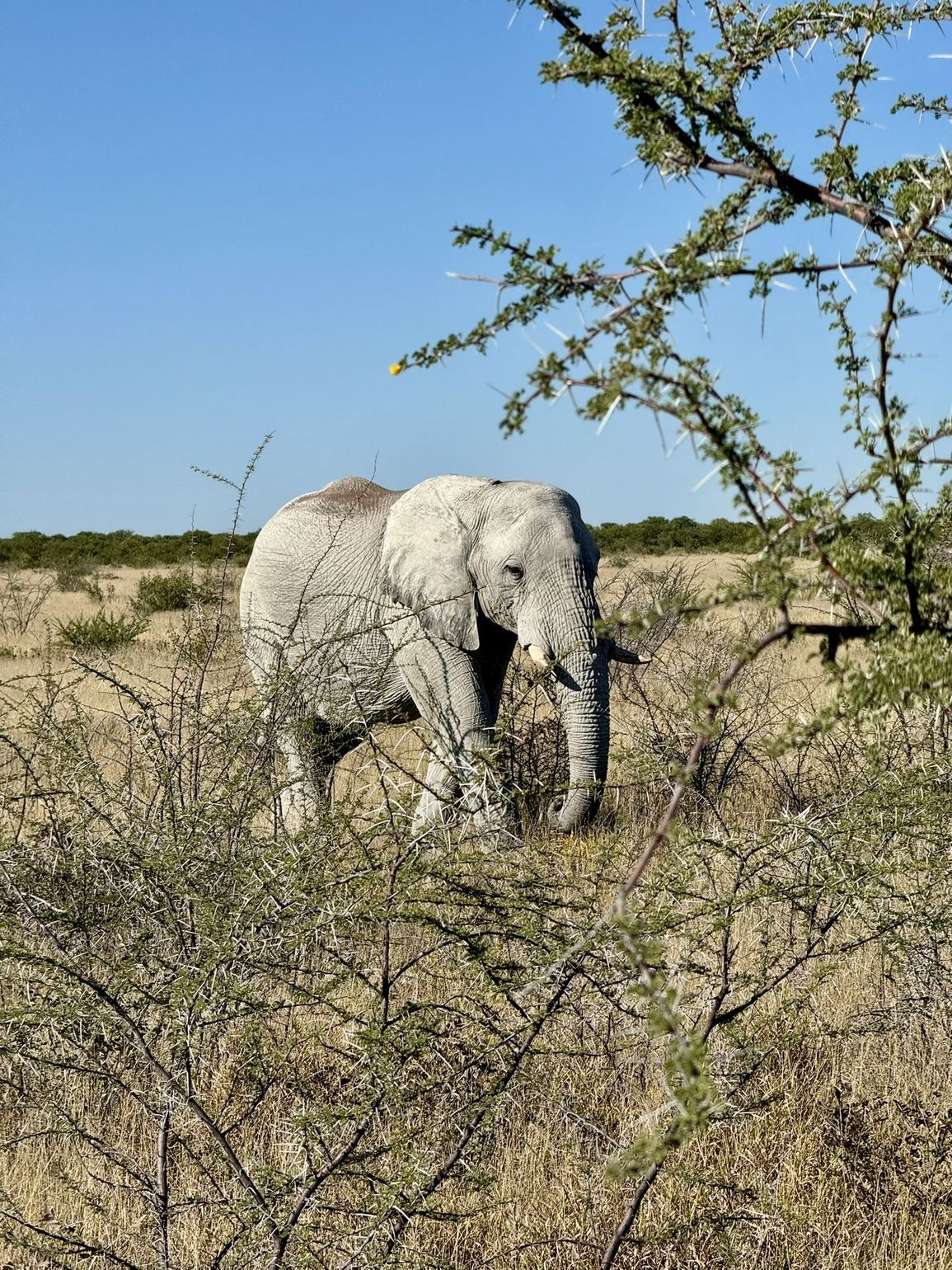 olifant in etosha namibie