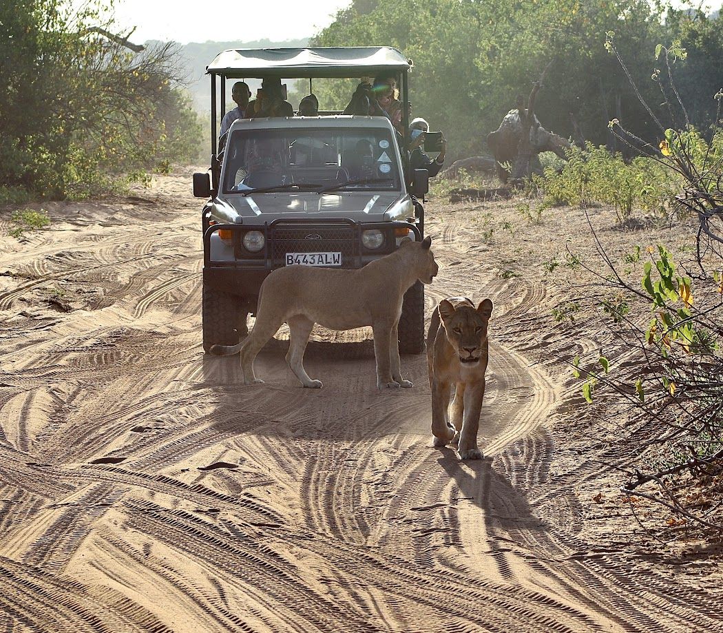 leeuwen op safari