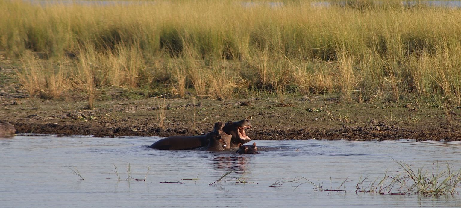 nijlpaard okavango delta