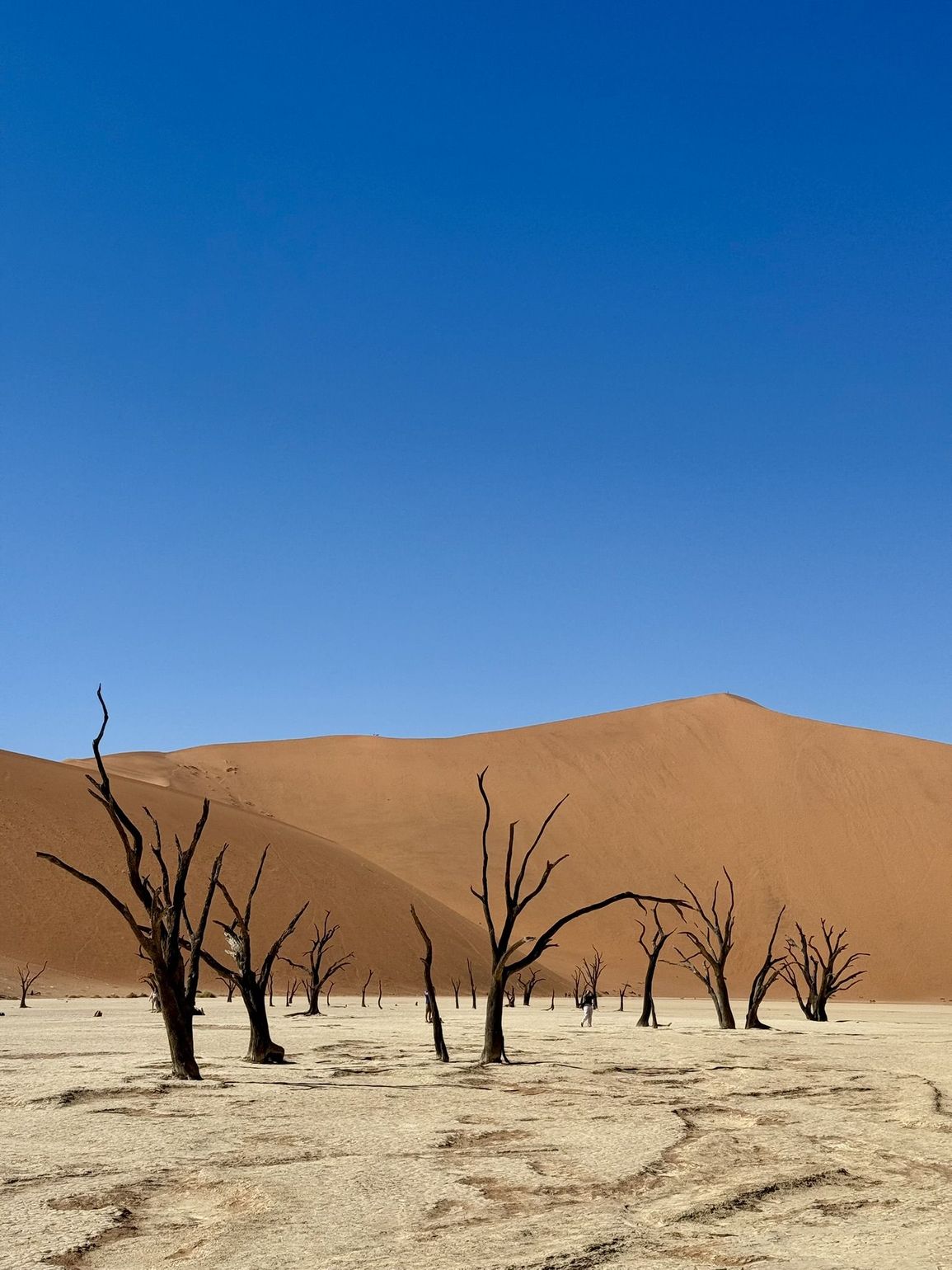 doden bomen namibie