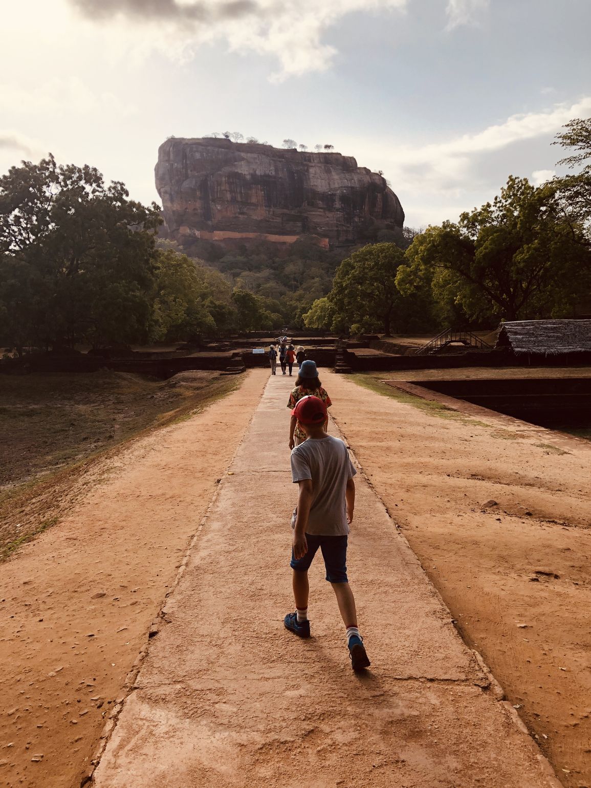 Leeuwenrots in Sri Lanka