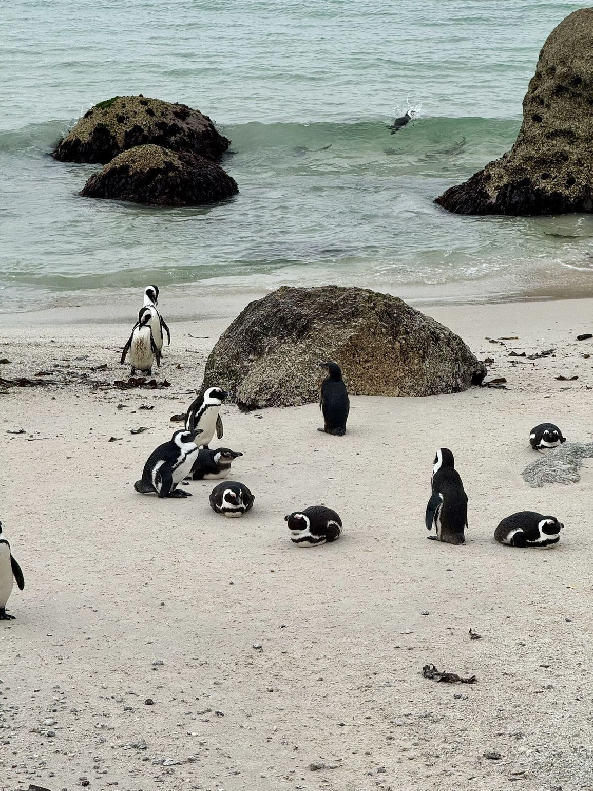 boulders beach pinguins