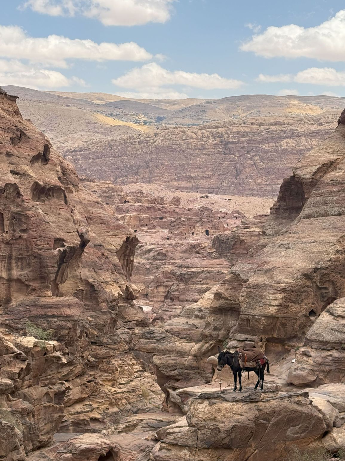 Ezeltje Jordanië