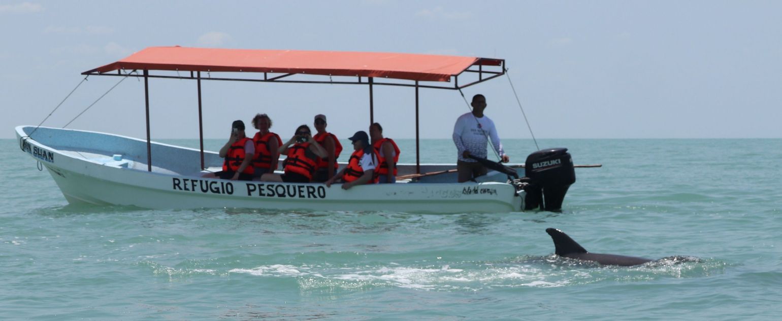 dolfijn bij een boot