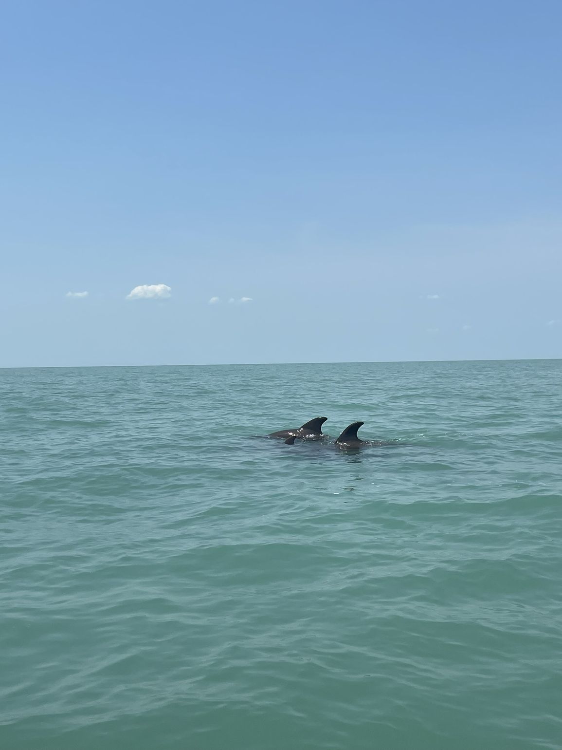 tuimelaars dolfijnen spotten