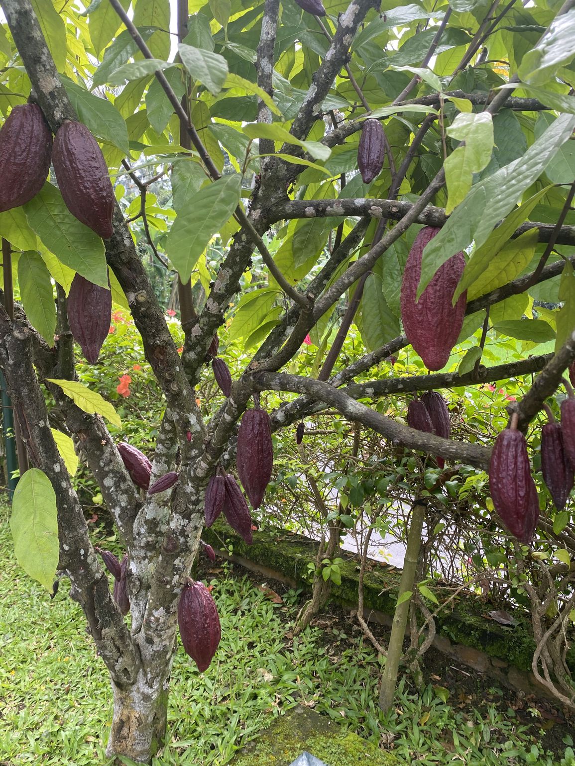 Flora op Bali Indonesië