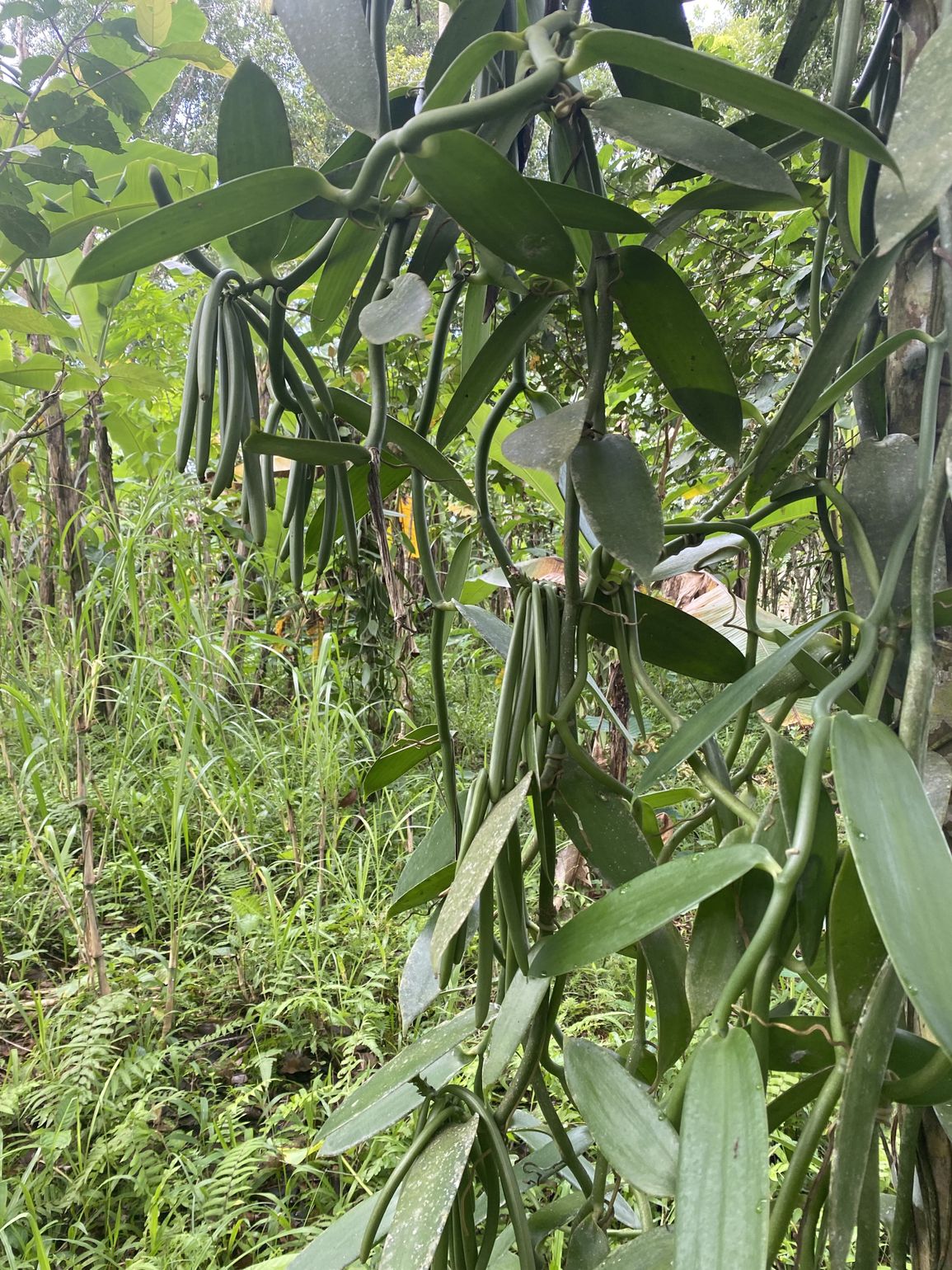 Tropical trekking Bali - Joker