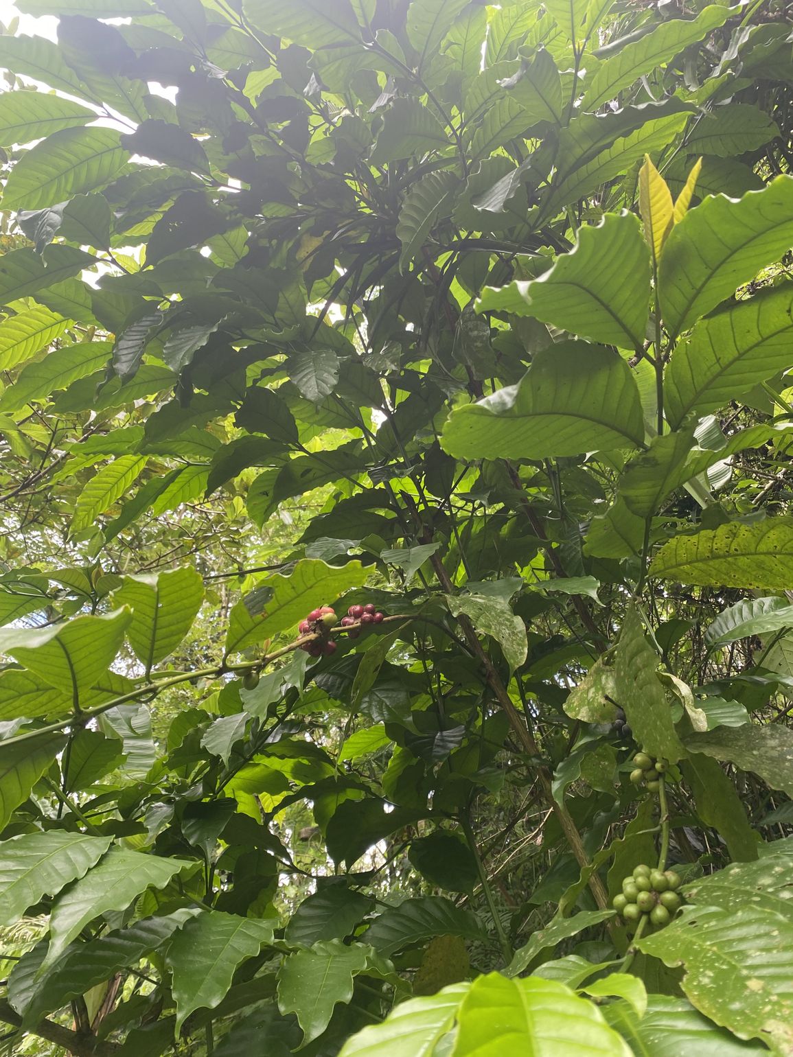 Tropical trekking Bali - Joker