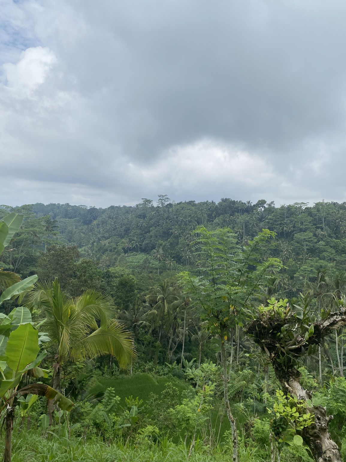 Flora op Bali Indonesië 
