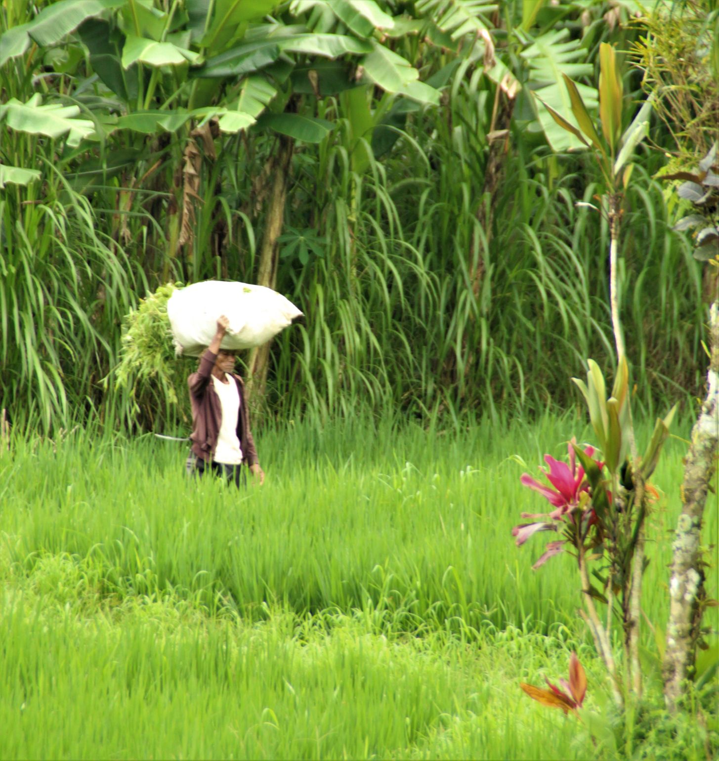 lokale bevolking op Bali Indonesië - Joker