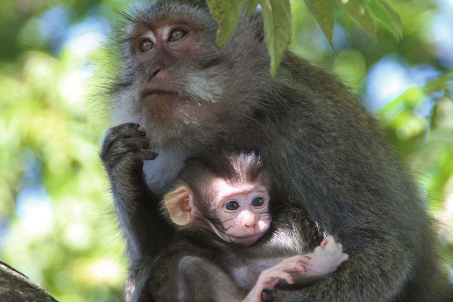 fauna op Bali Indonesië - Joker