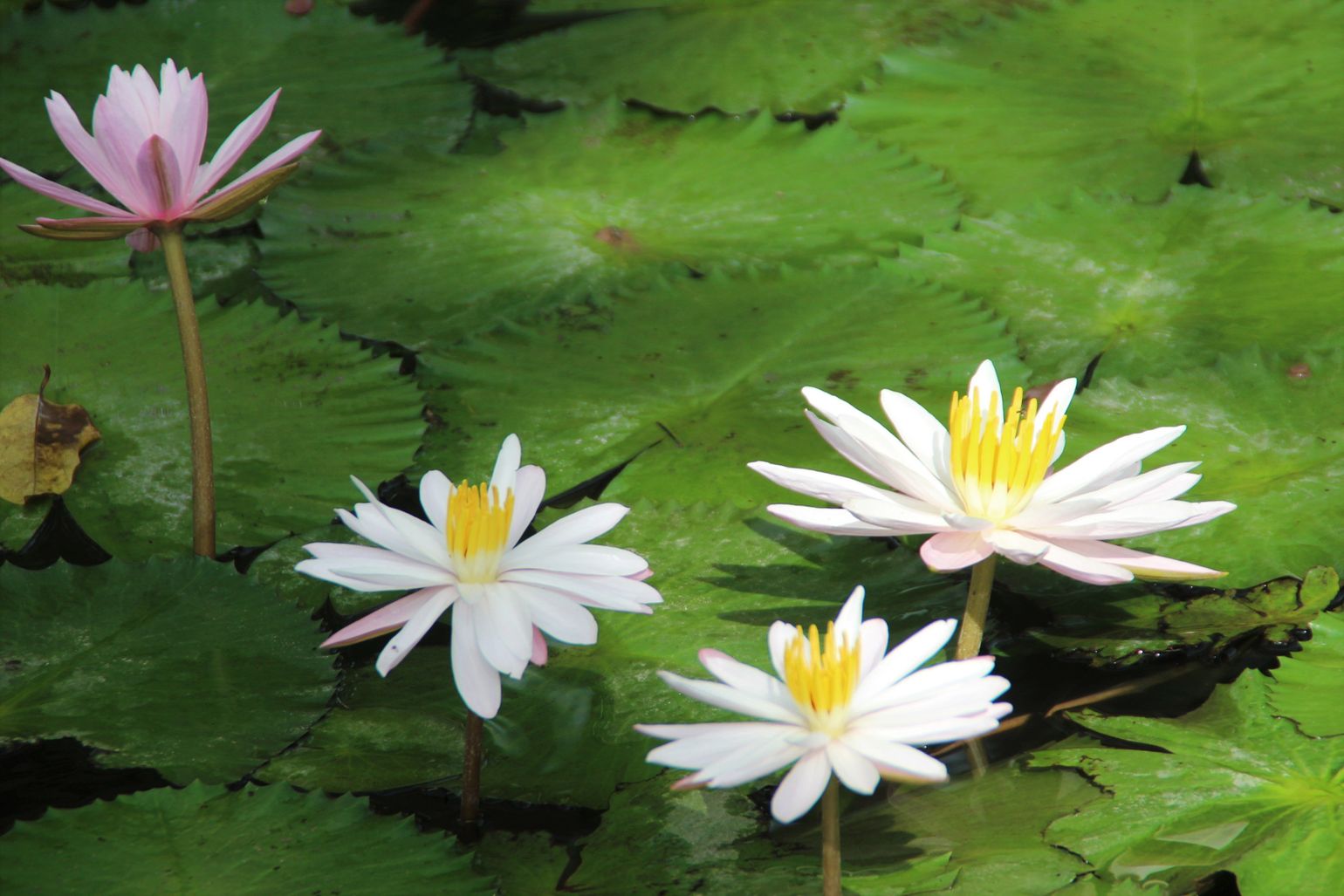 Flora op Bali Indonesië 