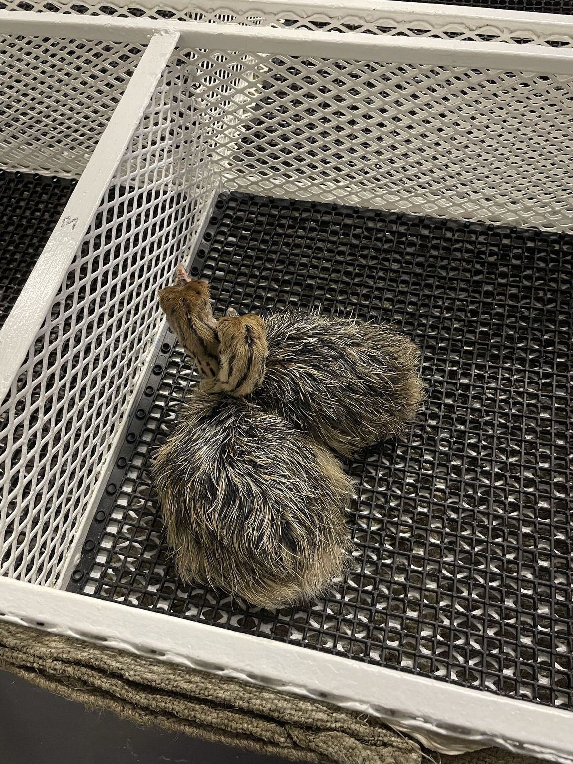 struisvogelboerderij Oudtshoorn