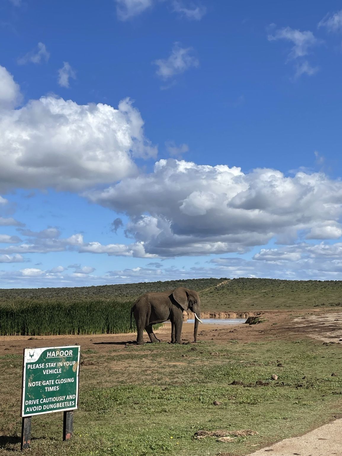 Olifant in Addo Elephant Park 