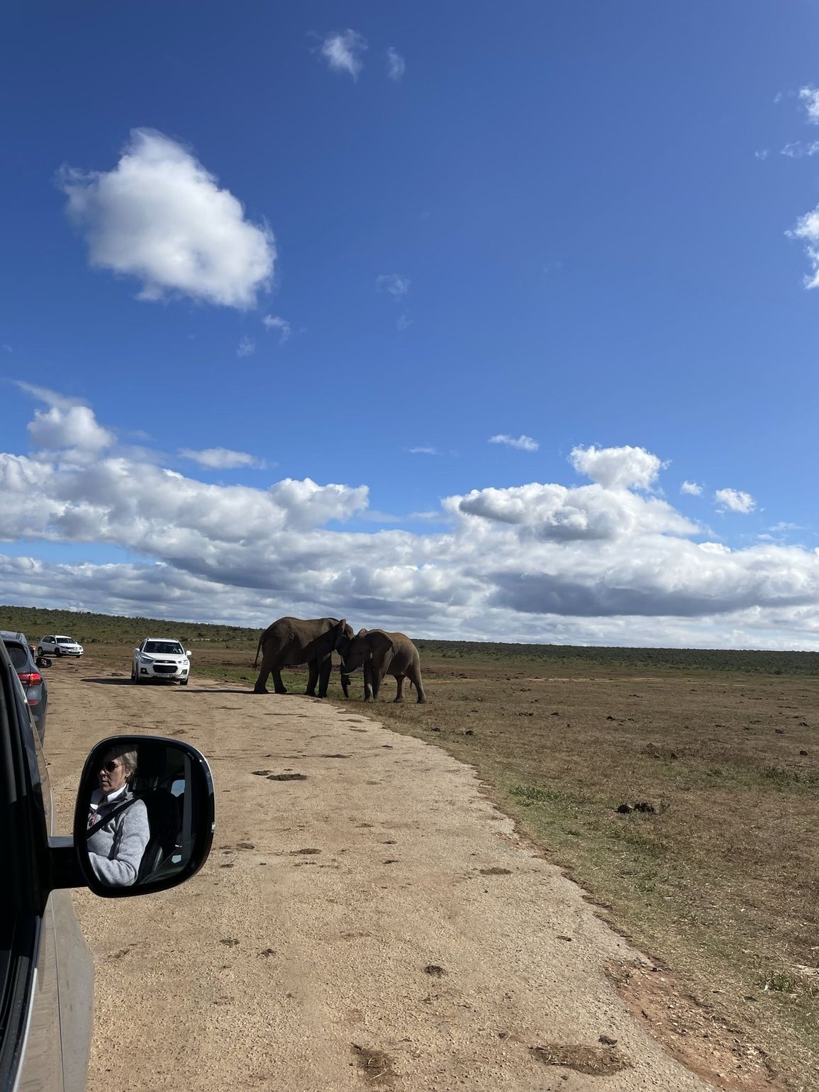 Olifanten op de weg in Zuid-Afrika