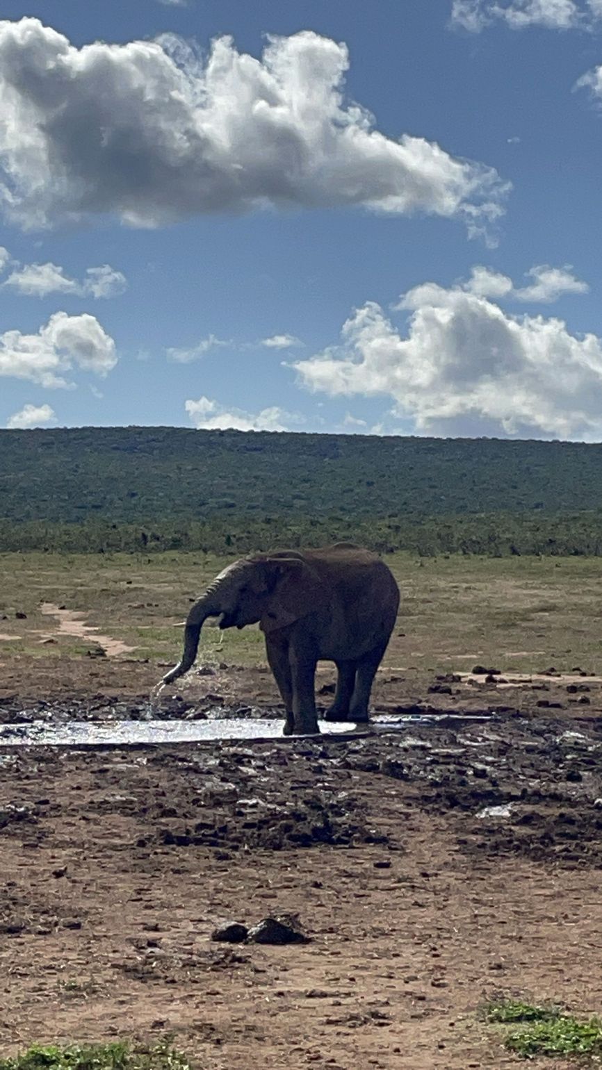 Olifant in Addo Elephant Park