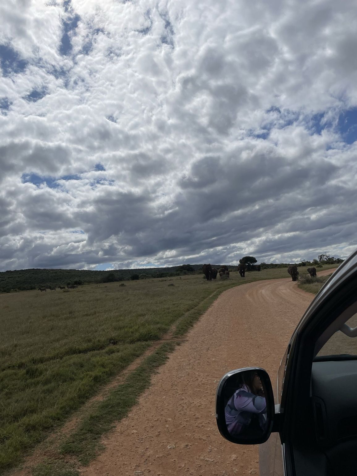Olifanten zien vanuit de auto