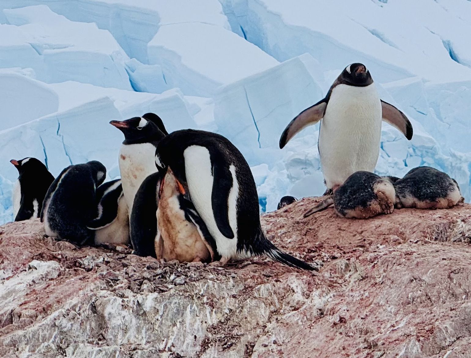 pinguins