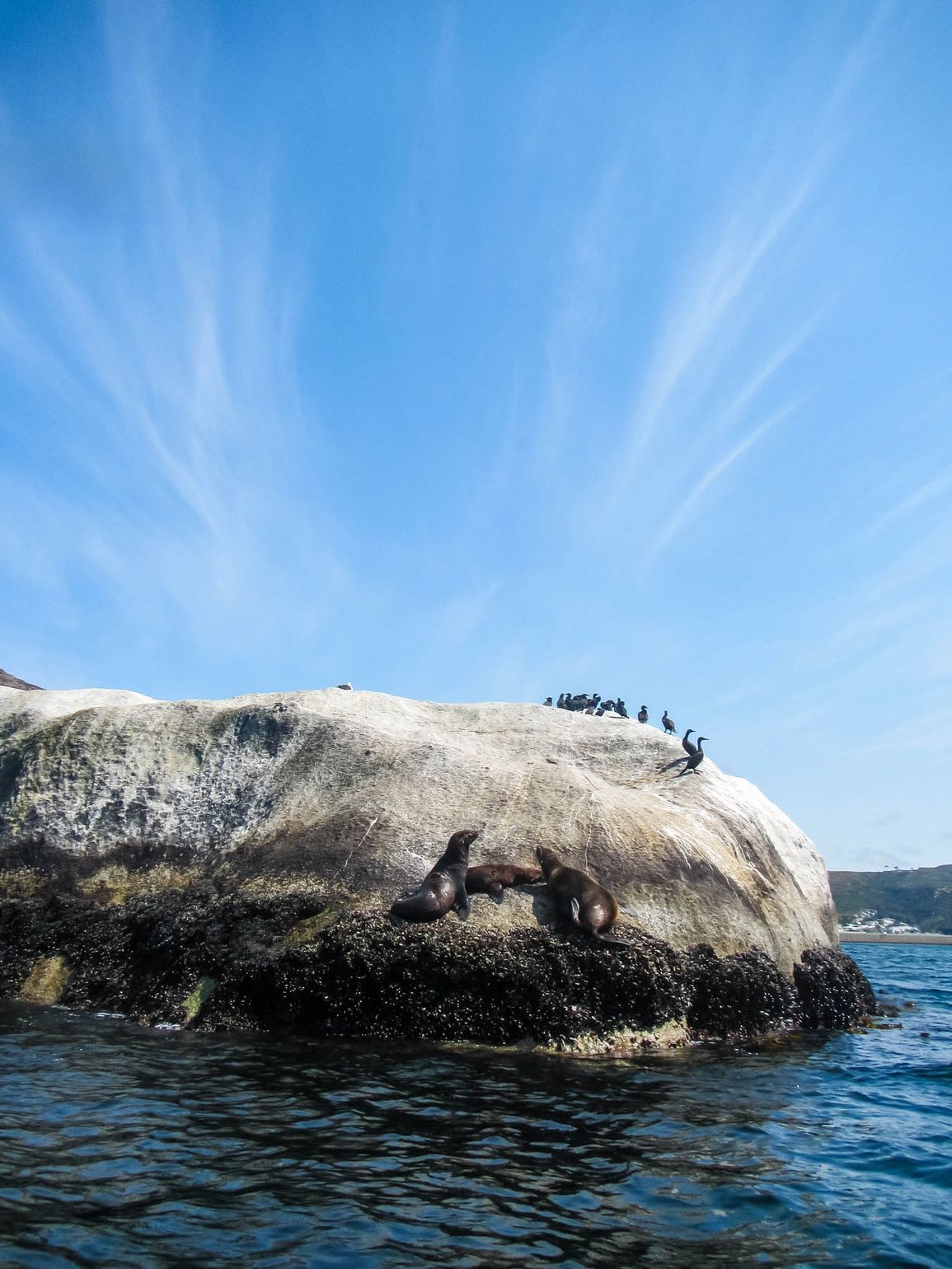 Zeehonden en vogels nabij Simonstown, Zuid-Afrika
