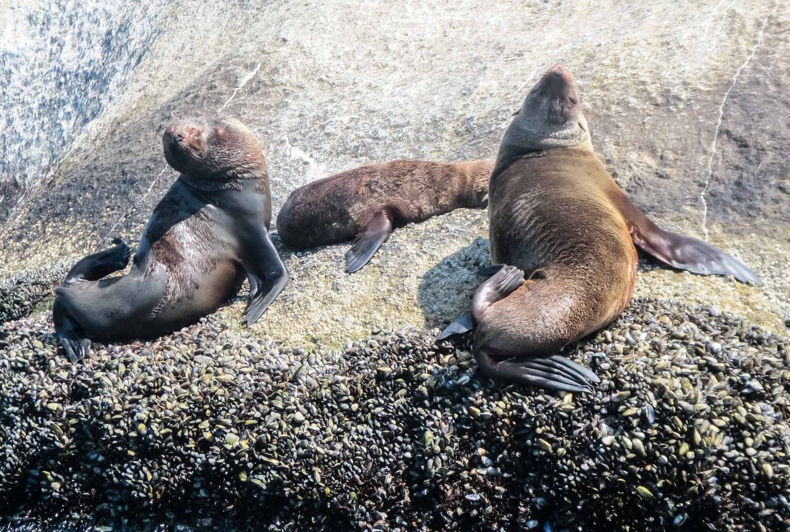Zeehonden op een rots in Zuid-Afrika
