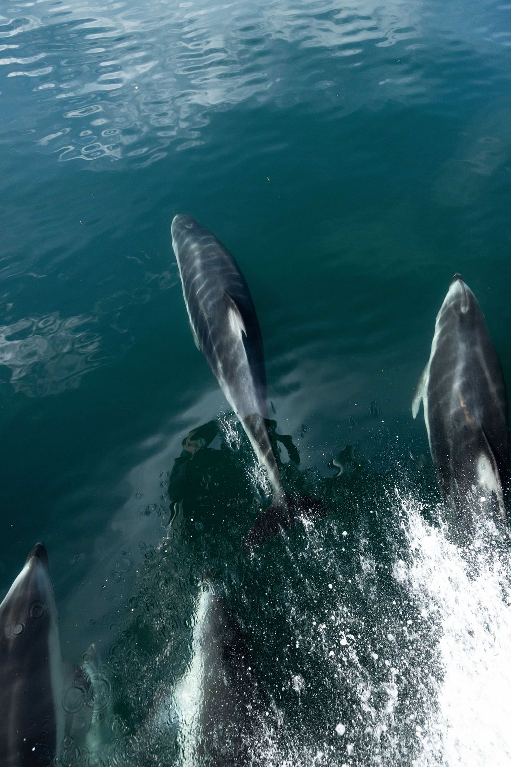 Klahoose Wilderness Resort