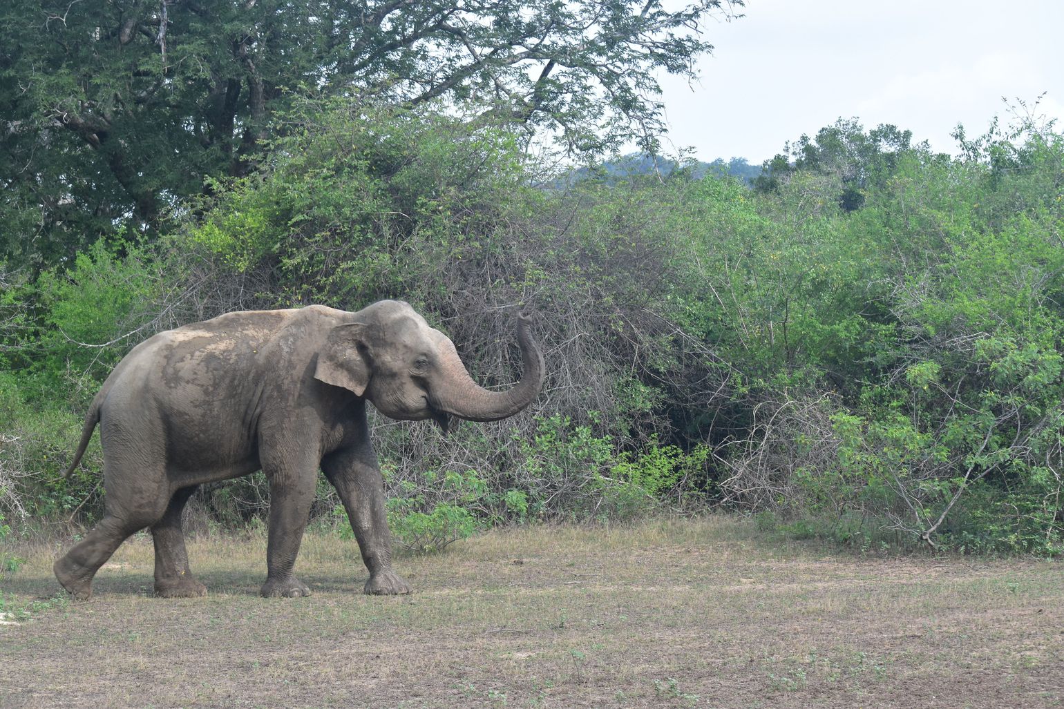 Yala National Park