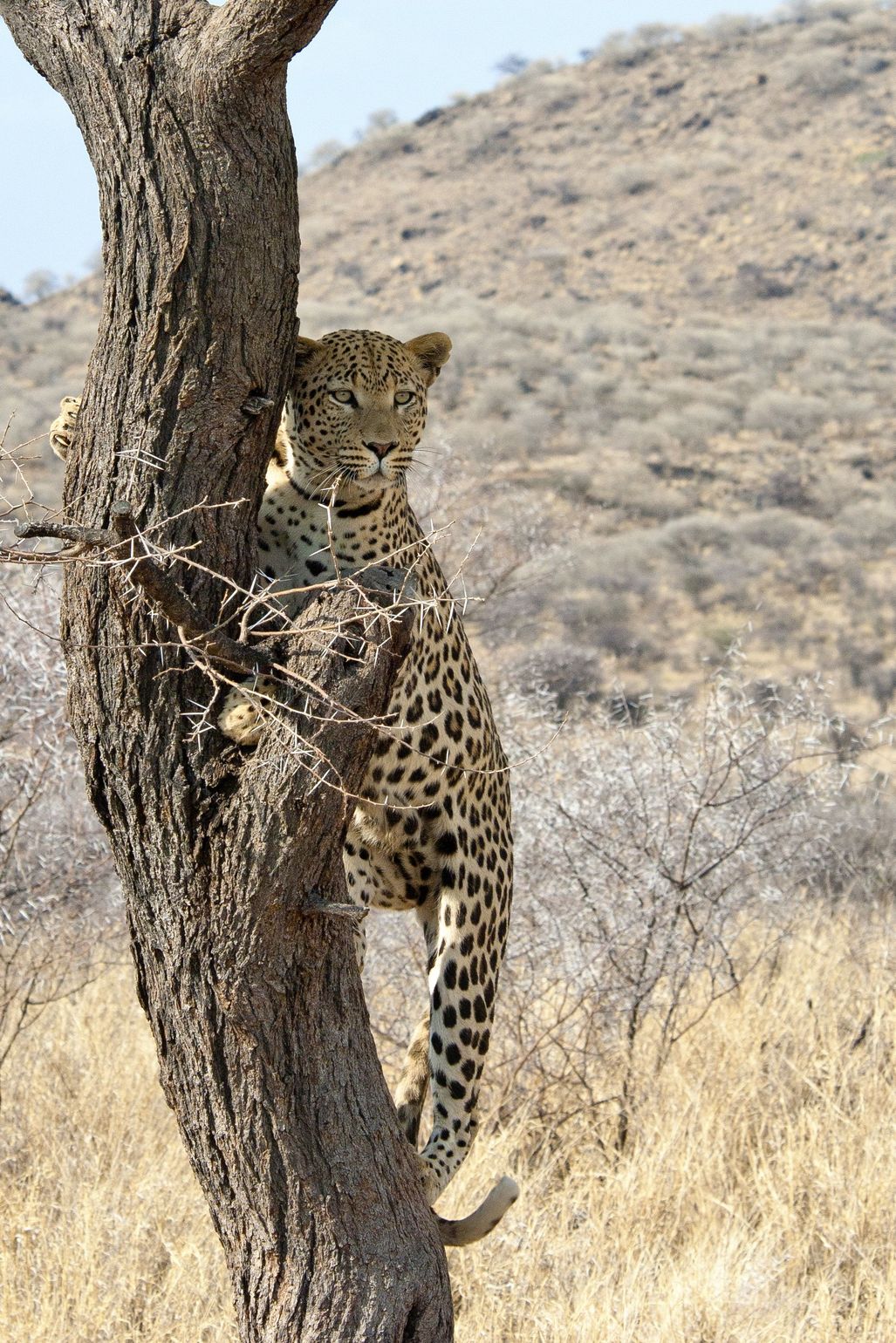 luipaard op safari in namibie