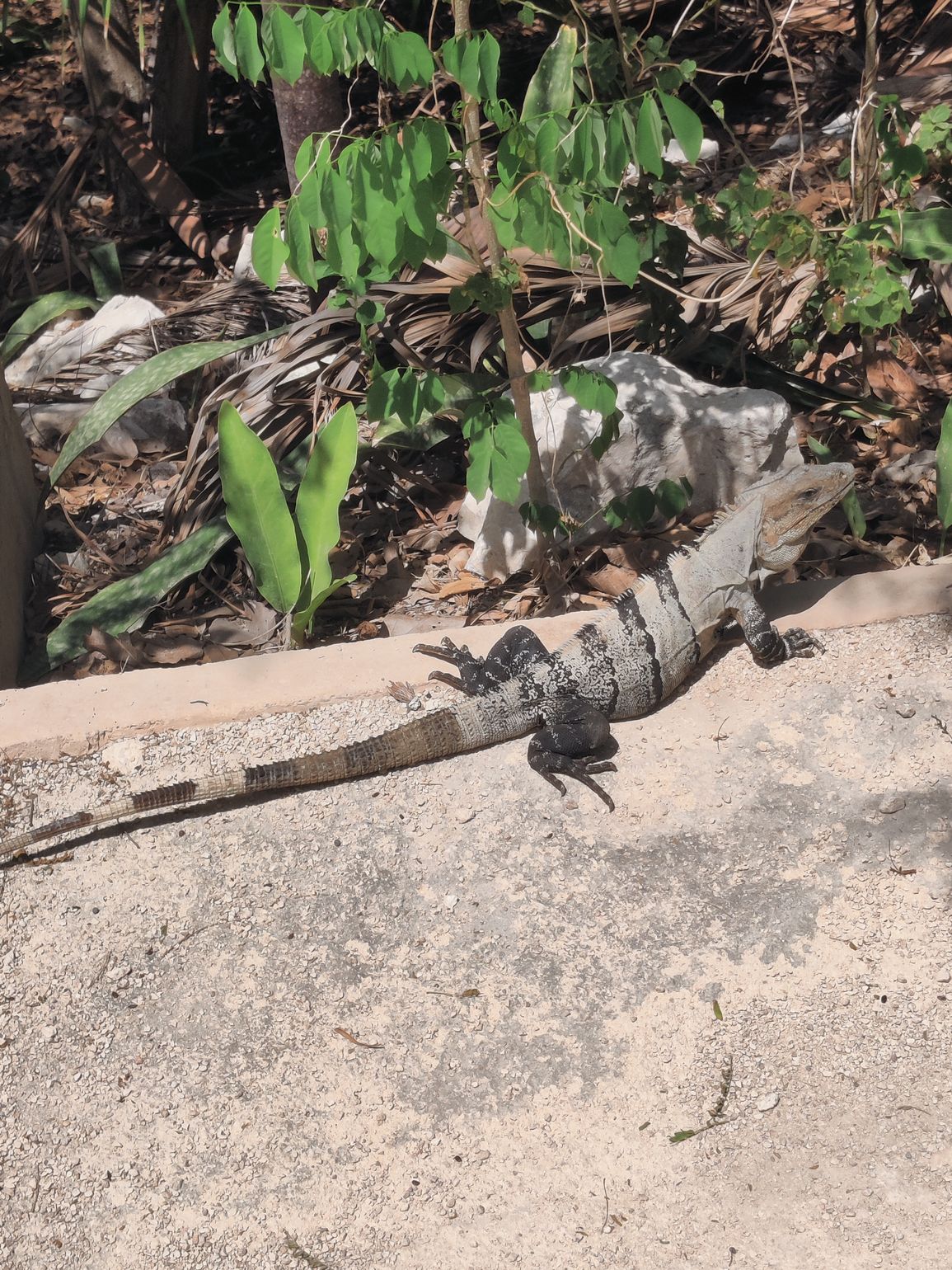 leguaan