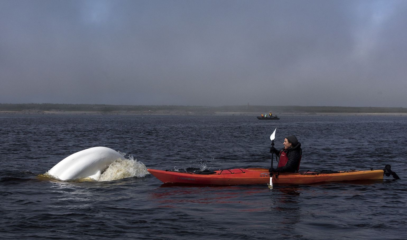 Kayak Beluga