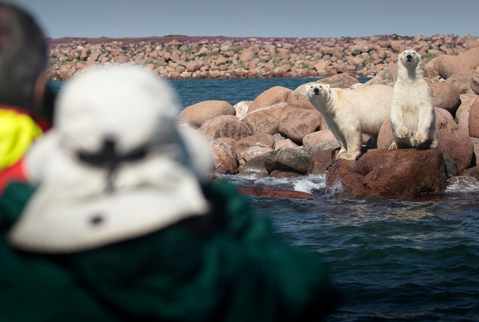 Polar Bear Watching