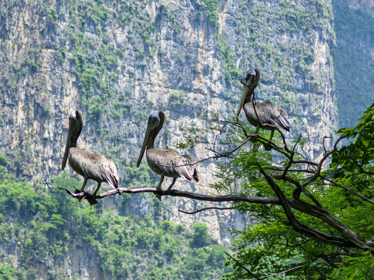 Canyon del sumidero
