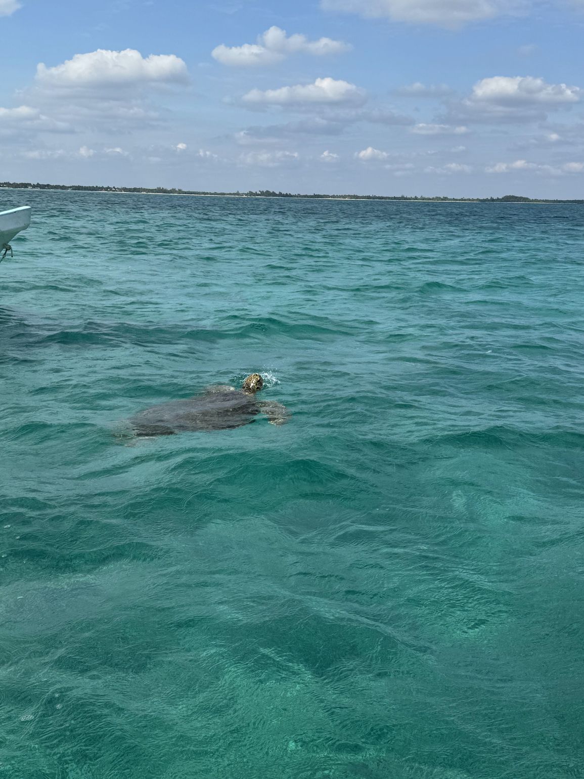 zee in Mexico