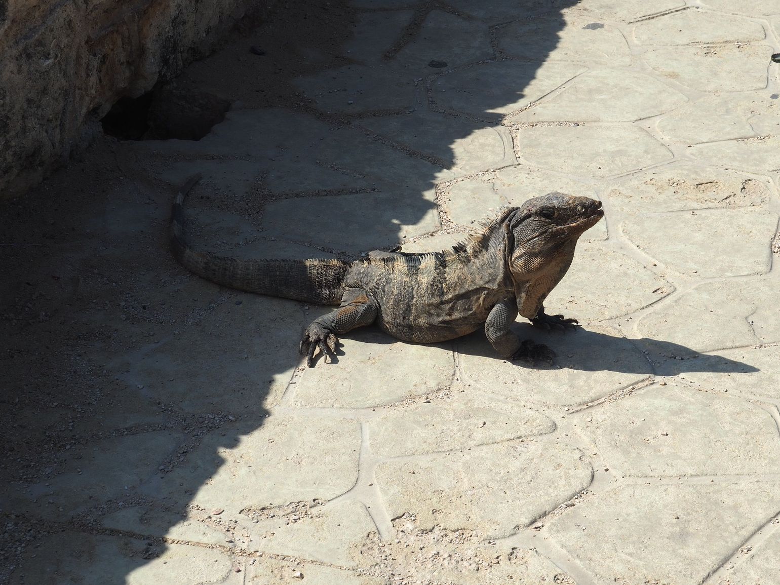leguaan